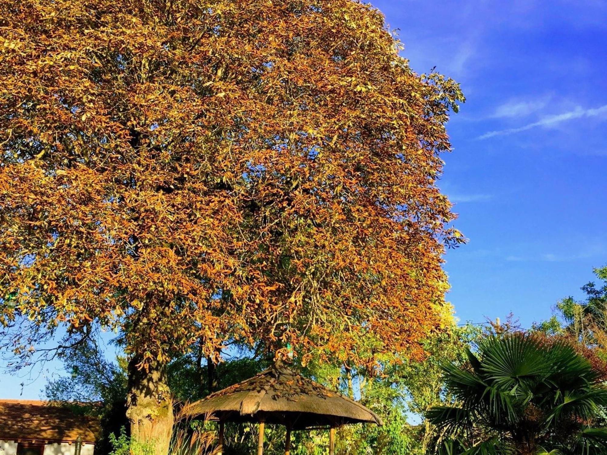 Charme Au Coeur Des Chateaux De La Loire Avec Wifi - Fr-1-590-305 Bed and Breakfast Tavers Exterior foto